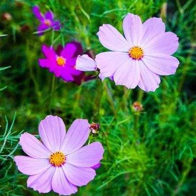 澳门mgm娱乐官网下载手机版